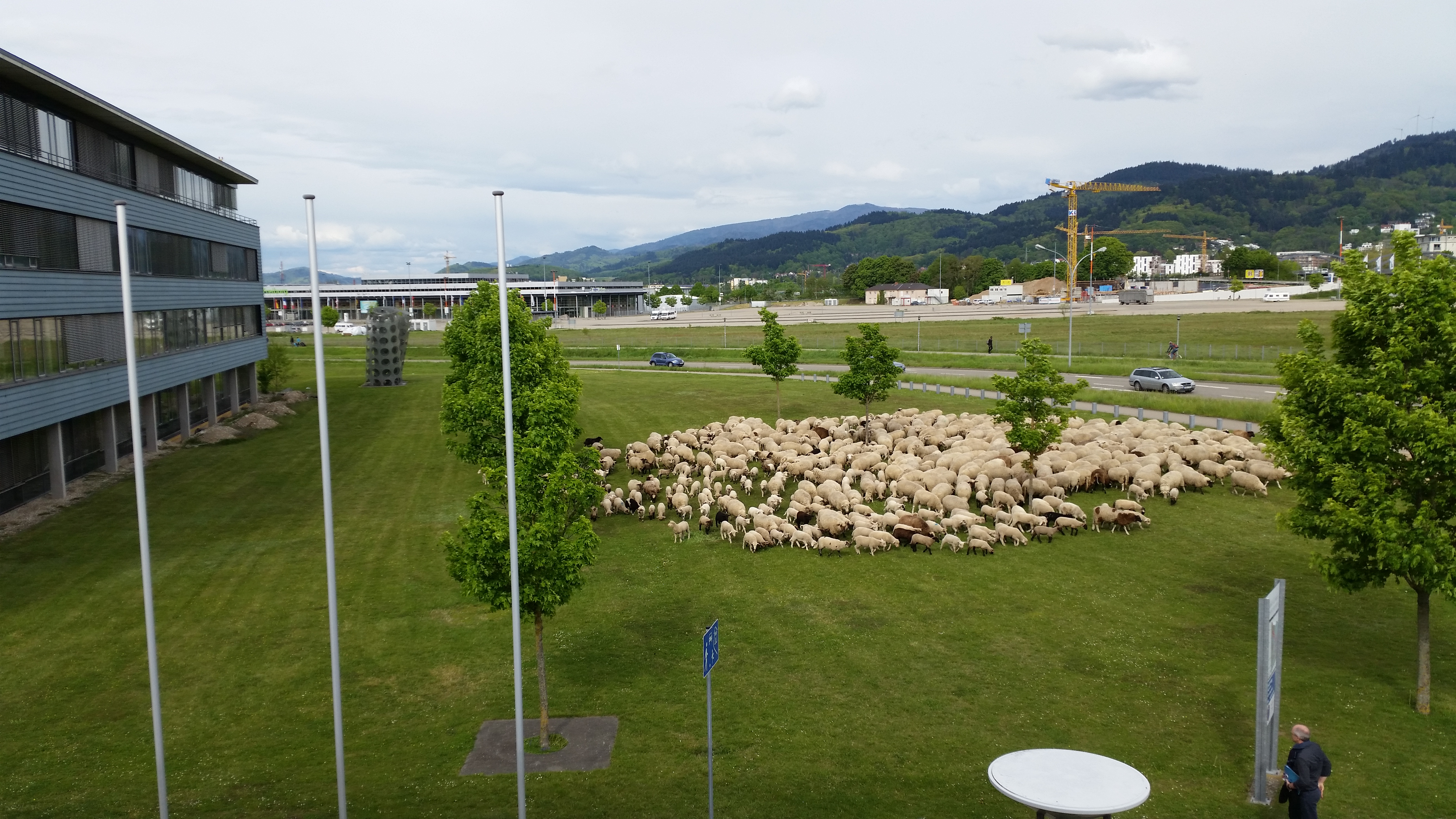 Schafe auf Campus