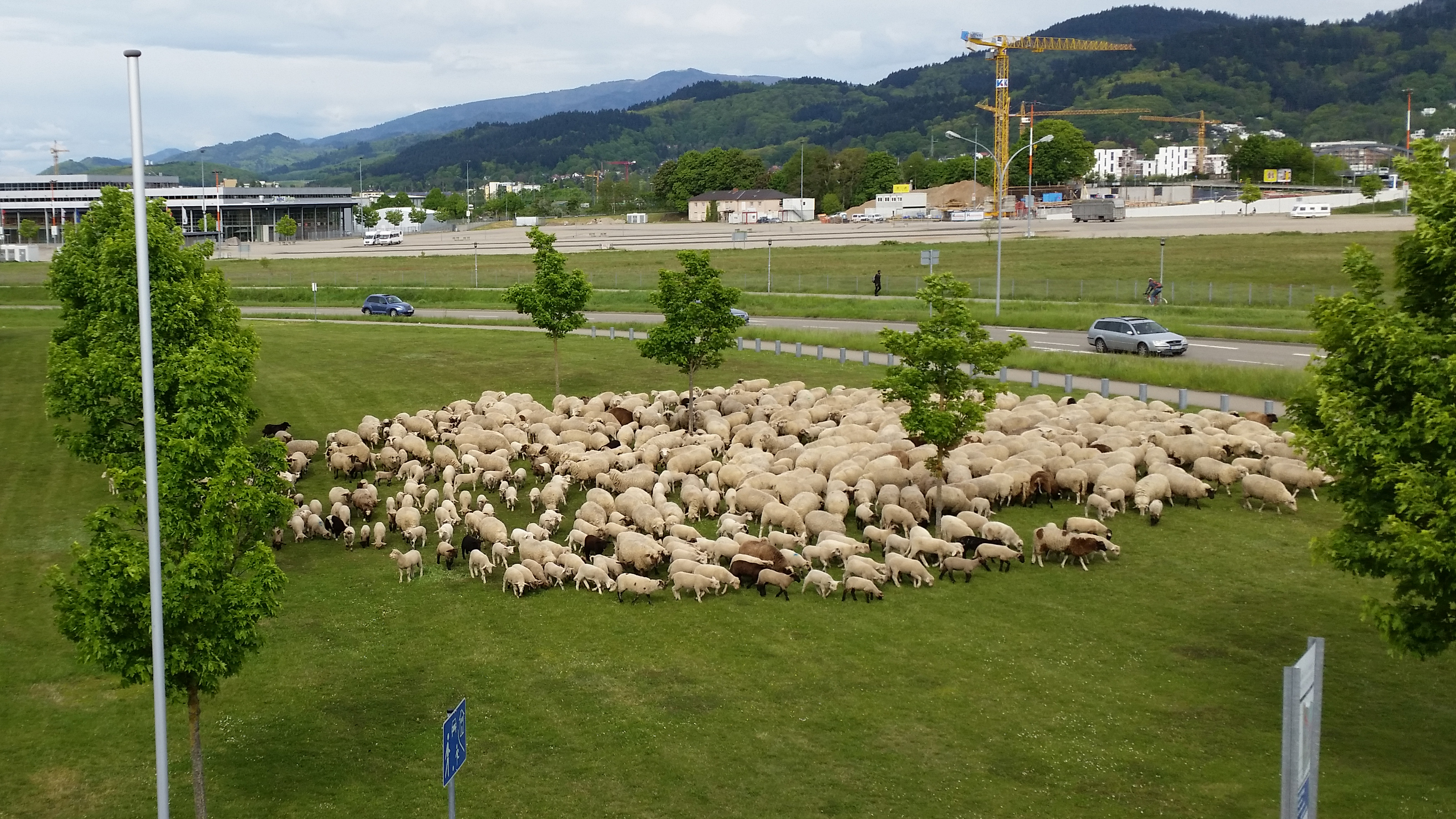 Schafe auf Campus_16x9